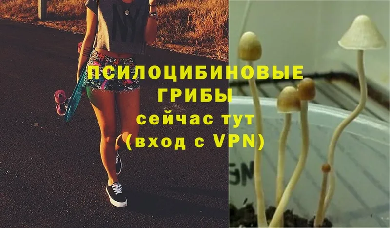 Галлюциногенные грибы Psilocybe  где можно купить наркотик  blacksprut вход  Мытищи 